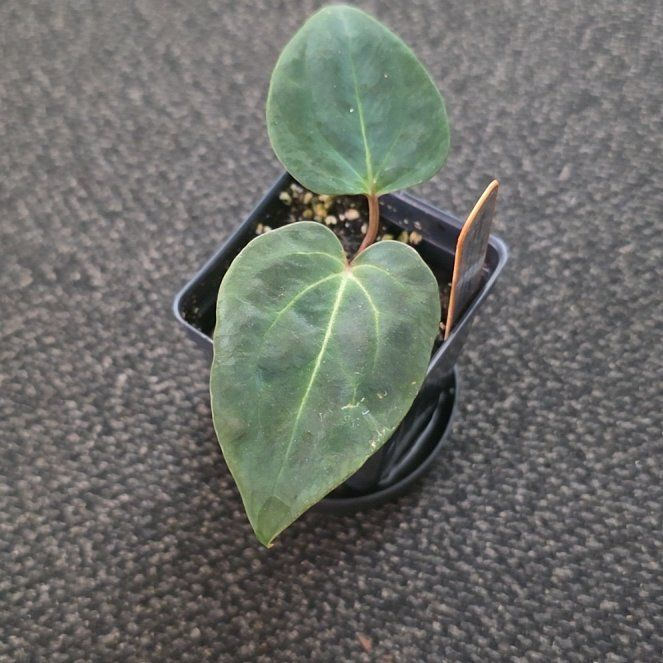 Photo of the plant species Anthurium besseae aff. by @DerrickRashid named Anthurium.A - 'Complex Fucker' on Greg, the plant care app