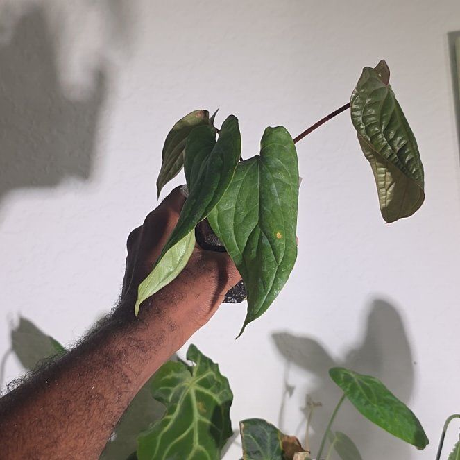 Photo of the plant species Radicans Anthurium by @DerrickRashid named Anthurium.A - Radicans on Greg, the plant care app