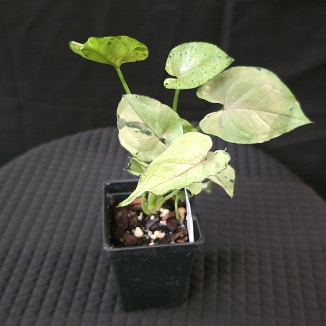 Photo of the plant species syngonium green splash by @DerrickRashid named Syngonium - Green Splash on Greg, the plant care app