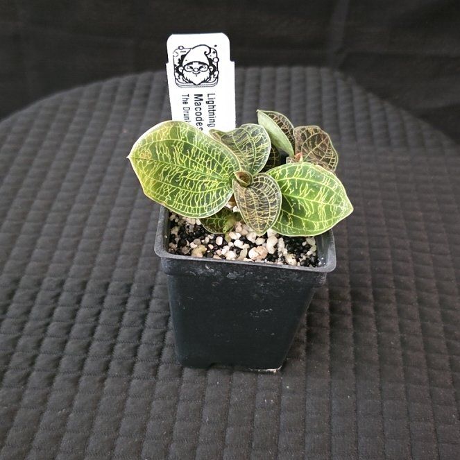 Photo of the plant species Lightning Bolt Jewel Orchid by @DerrickRashid named Hemingway on Greg, the plant care app