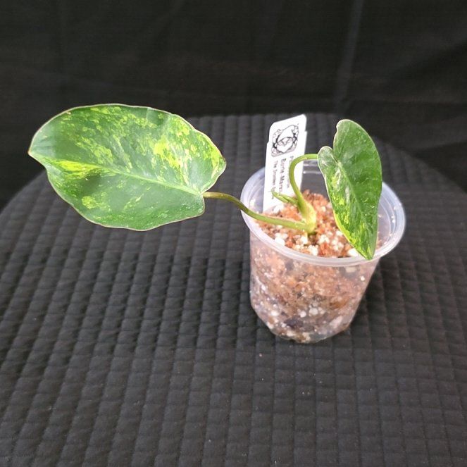 Photo of the plant species Philodendron Burle Marx by @DerrickRashid named Coco on Greg, the plant care app