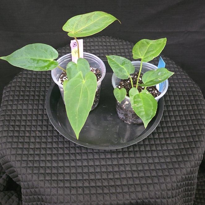 Photo of the plant species Anthurium papillilaminum by @DerrickRashid named Anthurium.A - Wuhoo's First Night x Open (2) on Greg, the plant care app
