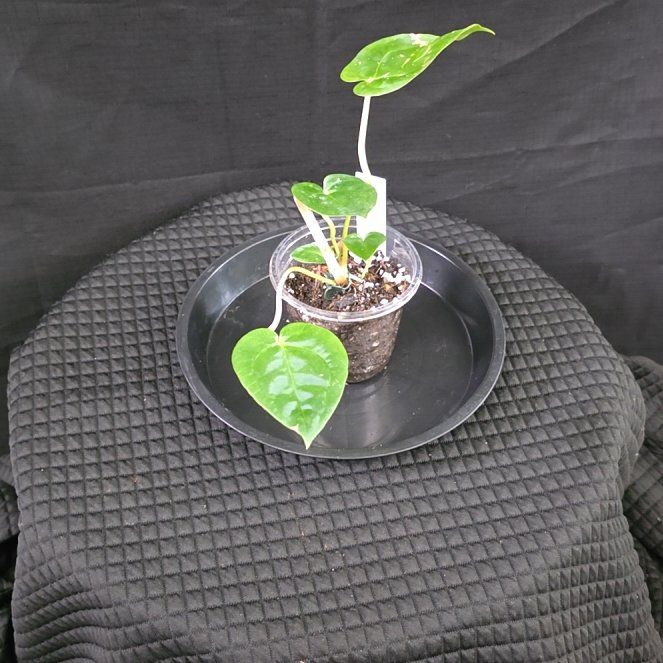 Photo of the plant species AAnthurium Papillilaminum Blue by @DerrickRashid named Anthurium.A - Blue Pap x SKG Grey Mutant on Greg, the plant care app