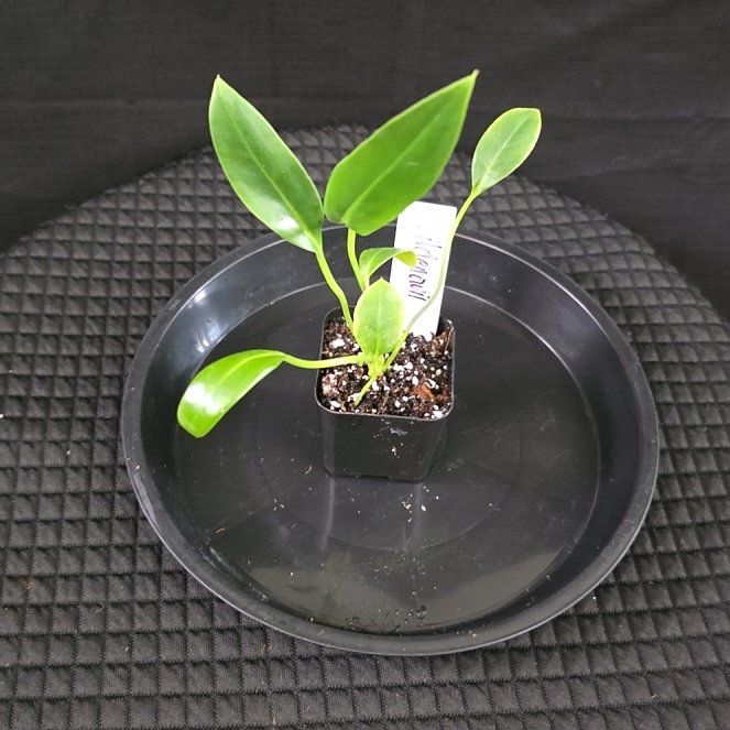 Photo of the plant species Flamingo Flower by @DerrickRashid named Anthurium.A - Willdenowii on Greg, the plant care app