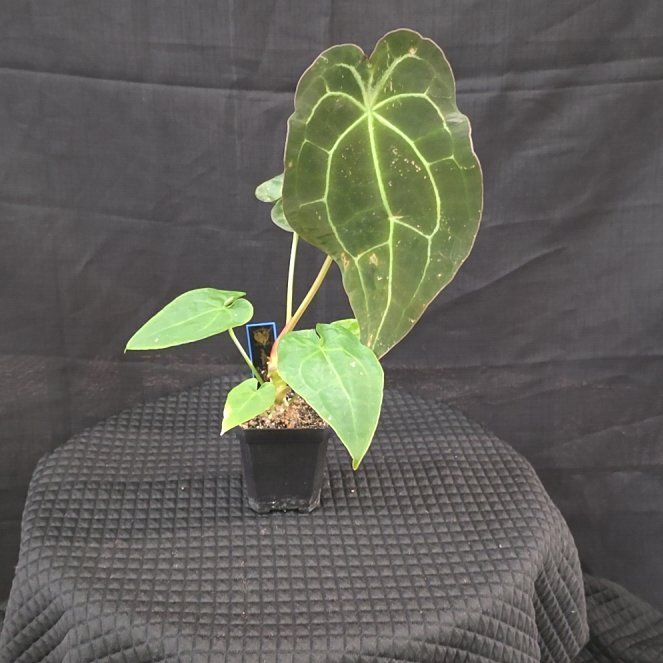 Photo of the plant species Anthurium forgetii by @DerrickRashid named Anthurium.A - Forgetii x (RG Dressleri x Forgetii) on Greg, the plant care app