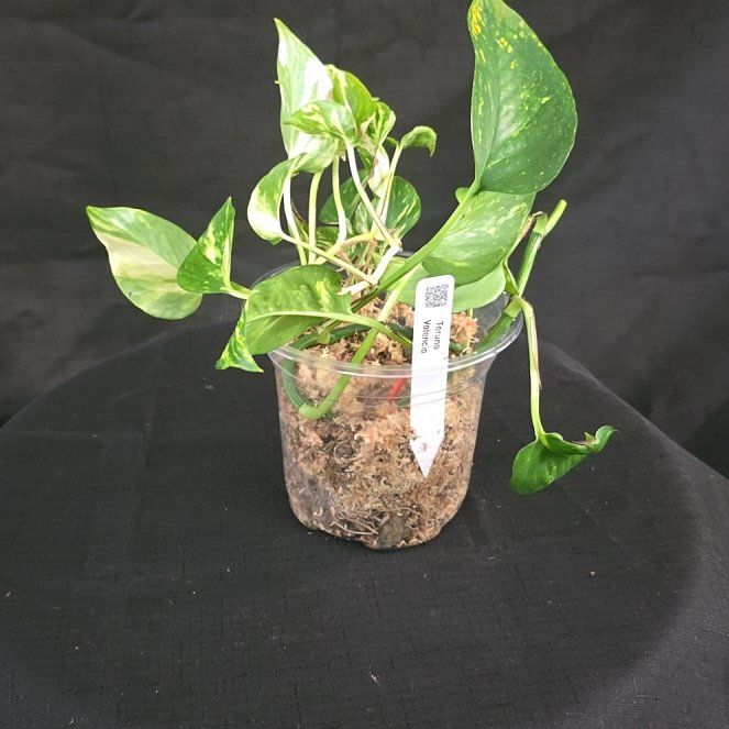 Photo of the plant species Teruno Valencia Pothos by @DerrickRashid named Epipremnum - Teruno Valencia on Greg, the plant care app