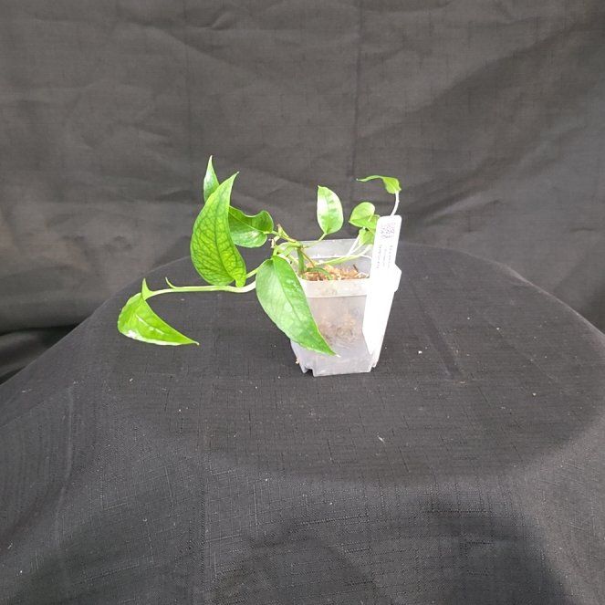 Photo of the plant species Skeleton Key Pothos by @DerrickRashid named Epipremnum - Skeleton Key on Greg, the plant care app