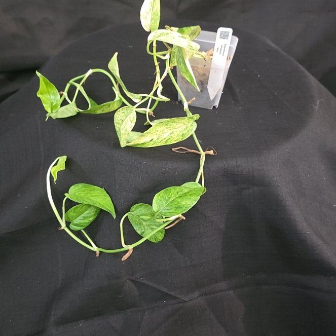 Photo of the plant species Epipremnum pinnatum 'Mint' by @DerrickRashid named Epipremnum - Pinnatum Mint on Greg, the plant care app