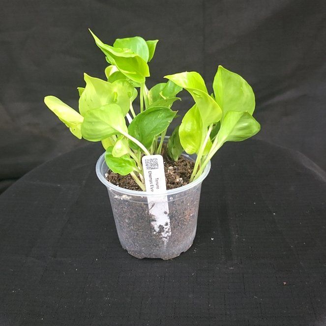 Photo of the plant species Champs Elysees pothos by @DerrickRashid named Epipremnum - Teruno Champs Elysees on Greg, the plant care app