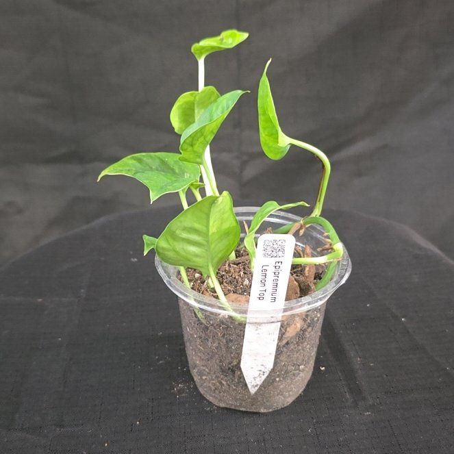 Photo of the plant species Lemon Top Pothos by @DerrickRashid named Epipremnum - Lemon Top on Greg, the plant care app
