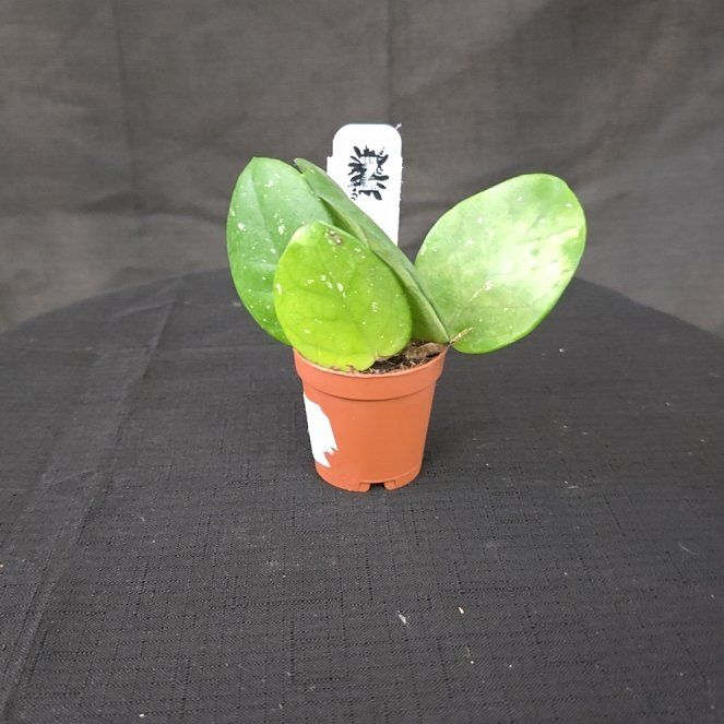 Photo of the plant species Porcelain Flower by @DerrickRashid named Hoya - Fungii on Greg, the plant care app