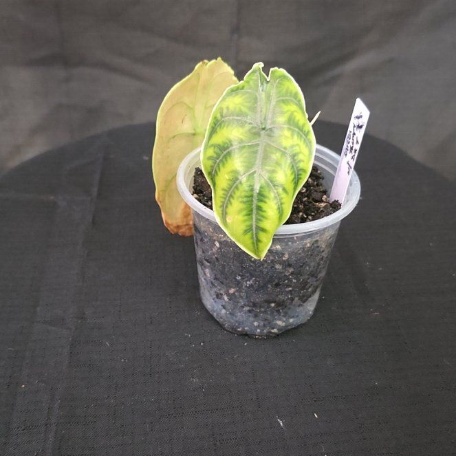 Photo of the plant species Alocasia Azlanii by @DerrickRashid named Alocasia - Azlanii (Mutation?) on Greg, the plant care app