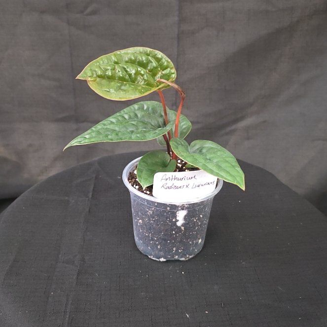 Photo of the plant species Anthurium Radicans x Luxurians by @DerrickRashid named Anthurium.A - Radicans x Luxurians on Greg, the plant care app