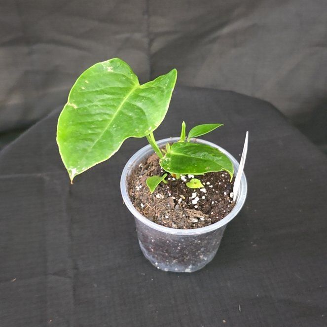 Photo of the plant species Anthurium veitchii by @DerrickRashid named Anthurium.A - Veitchii on Greg, the plant care app