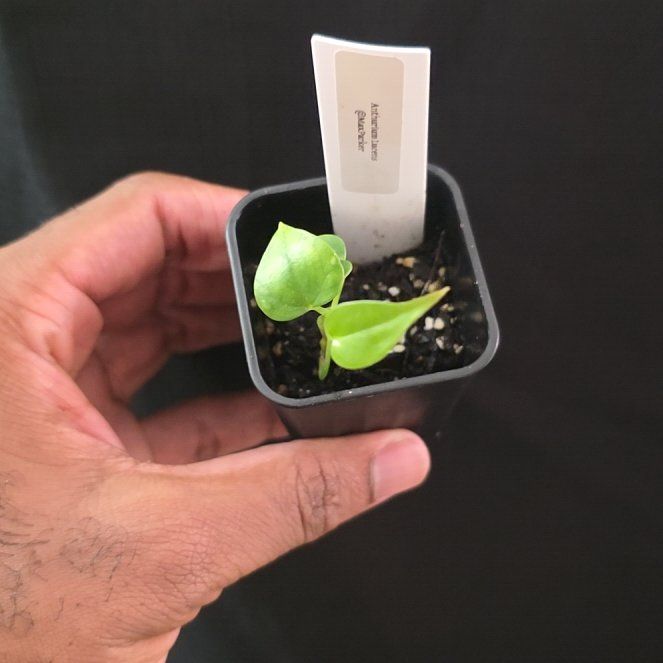 Photo of the plant species Anthurium lucens by @DerrickRashid named Anthurium.B - Lucens on Greg, the plant care app