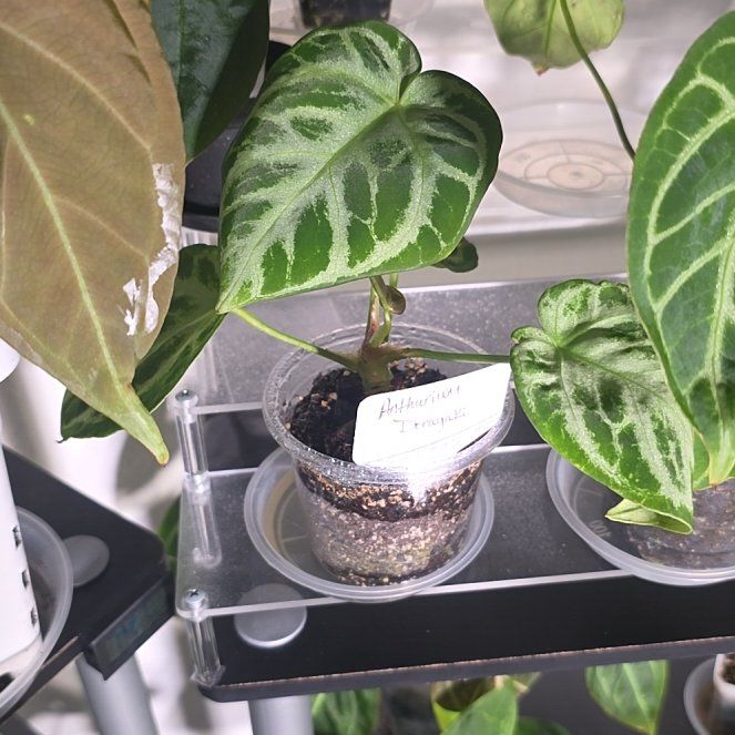 Photo of the plant species Anthurium Dorayaki by @DerrickRashid named Anthurium.A - Dorayaki on Greg, the plant care app