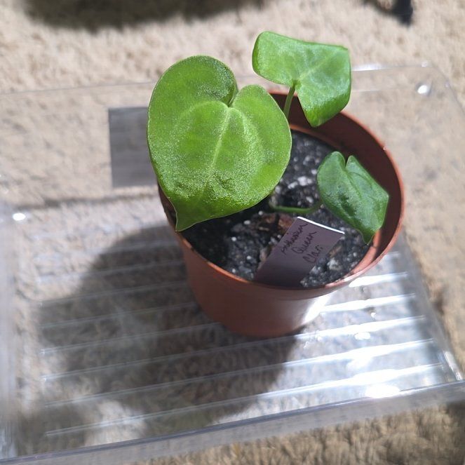 Photo of the plant species Clarinervium Anthurium by @DerrickRashid named Anthurium.A - Clarinervium on Greg, the plant care app