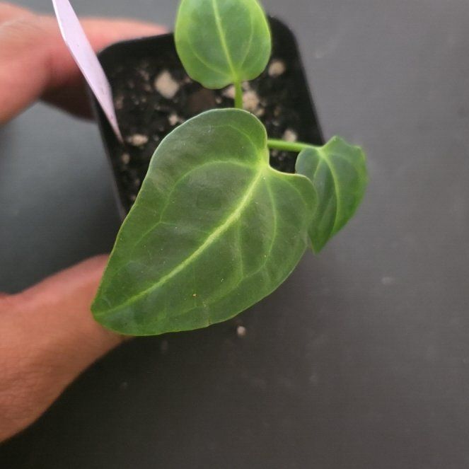 Photo of the plant species Anthurium regale by @DerrickRashid named Anthurium.A - Regale on Greg, the plant care app