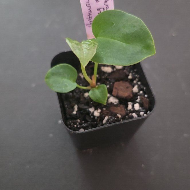 Photo of the plant species Anthurium Magnificum X Forgetii by @DerrickRashid named Anthurium.A - Magnificum x Forgetii on Greg, the plant care app