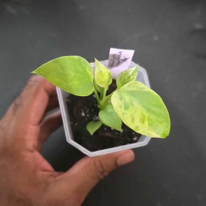 Photo of the plant species Anthurium Vittariifolium Variegated by @DerrickRashid named Anthurium.A - Vittariifolium Variegated on Greg, the plant care app