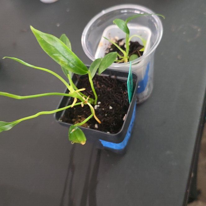Photo of the plant species Anthurium bakeri by @DerrickRashid named Anthurium.B - Bakeri (2) on Greg, the plant care app