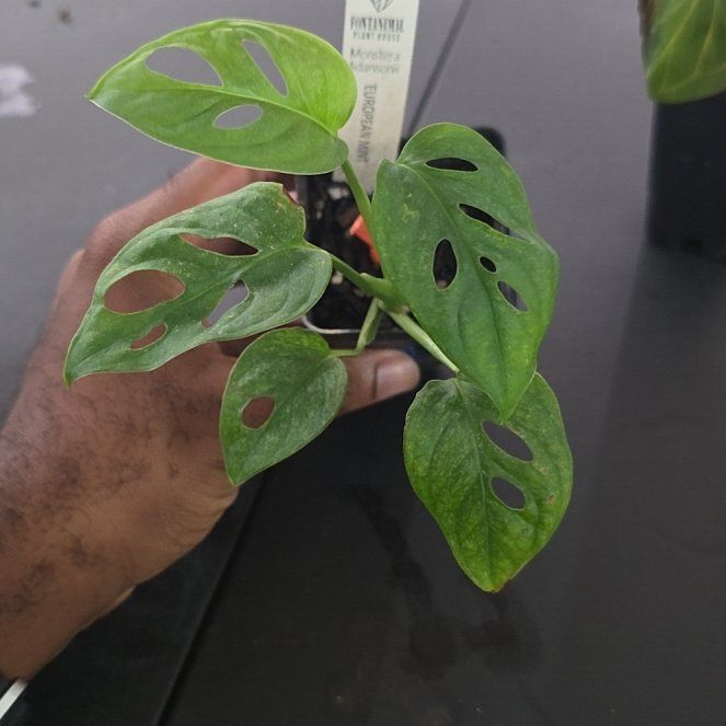 Photo of the plant species Monstera Mint by @DerrickRashid named Monstera - Adansonii Mint European on Greg, the plant care app