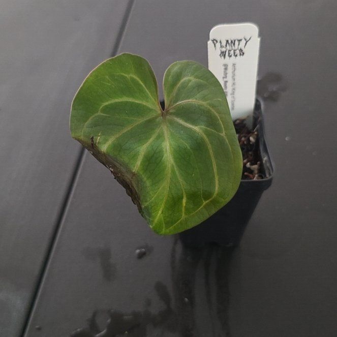 Photo of the plant species Anthurium King of Spades by @DerrickRashid named Anthurium.A - HU King of Spades on Greg, the plant care app