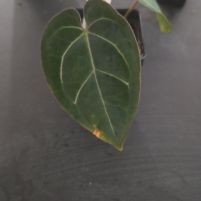 Photo of the plant species Anthurium 'Carla Black' by @DerrickRashid named Anthurium.A - Carlablackiae RA x OG on Greg, the plant care app