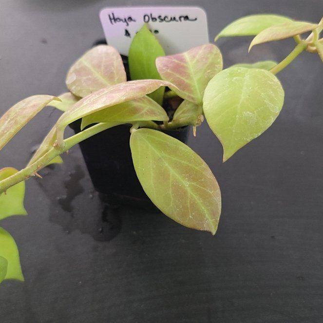 Photo of the plant species Hoya obscura by @DerrickRashid named Hoya - Obscura on Greg, the plant care app