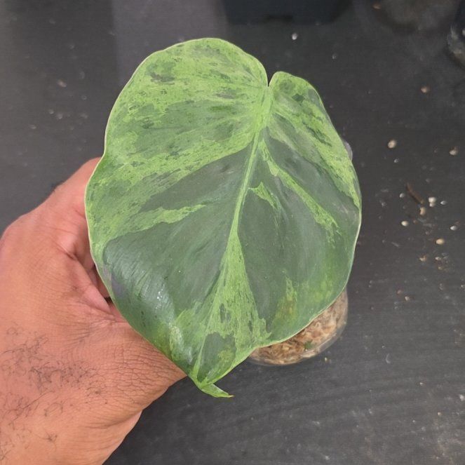 Photo of the plant species Variegated Heartleaf Philodendron by @DerrickRashid named Philodendron - Heartleaf Variegated on Greg, the plant care app