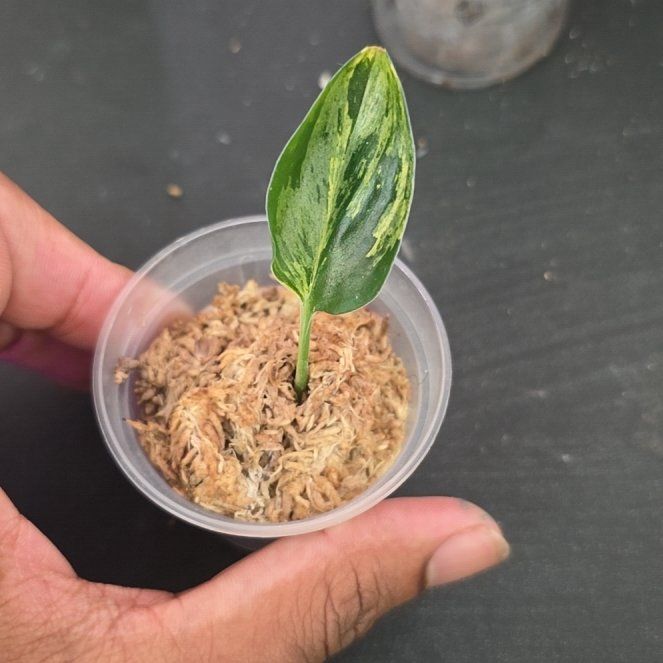 Photo of the plant species Scindapsus treubii 'Dark Form' Variegated by @DerrickRashid named Scindapsus - Treubii Moonlight DarkForm Variegated on Greg, the plant care app