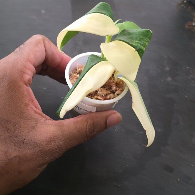 Photo of the plant species Scindapsus pictus 'Rubicon Variegata' by @DerrickRashid named Scindapsus - Rubicon Variegated on Greg, the plant care app