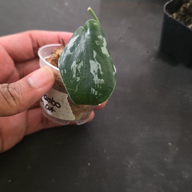 Photo of the plant species Scindapsus 'Black Mamba' by @DerrickRashid named Scindapsus - Black Mamba on Greg, the plant care app