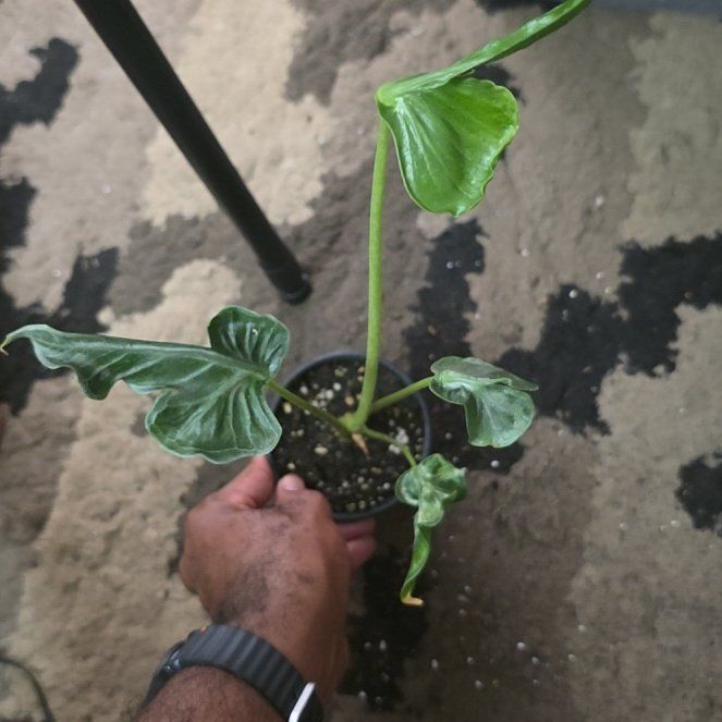 Photo of the plant species Alocasia 'Teletubbies' by @DerrickRashid named Alocasia - Teletubbies on Greg, the plant care app