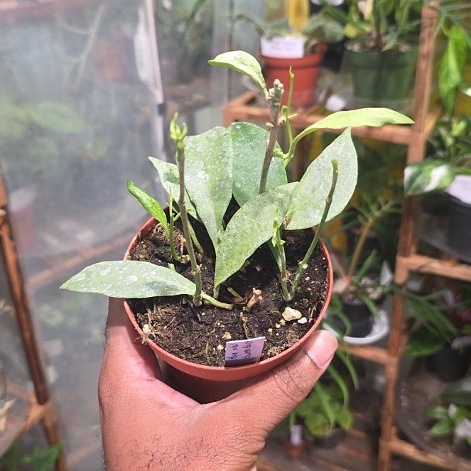 Photo of the plant species Hoya 'New Guinea Ghost' by @DerrickRashid named Hoya - New Guinea Ghost on Greg, the plant care app
