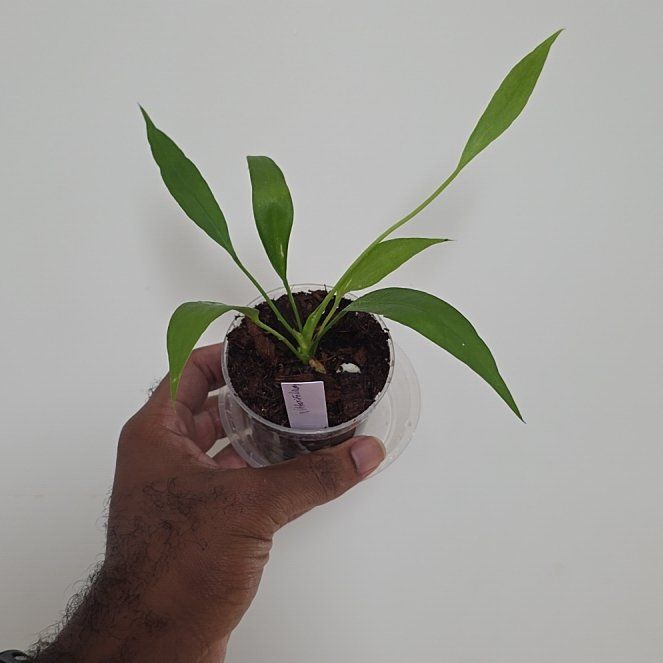 Photo of the plant species strap-leaved anthurium by @DerrickRashid named Anthurium.A - Vittarifolium on Greg, the plant care app