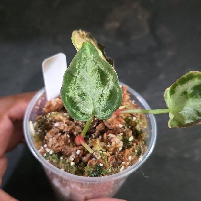 Photo of the plant species Anthurium by @DerrickRashid named Anthurium.B - Silver Blush on Greg, the plant care app