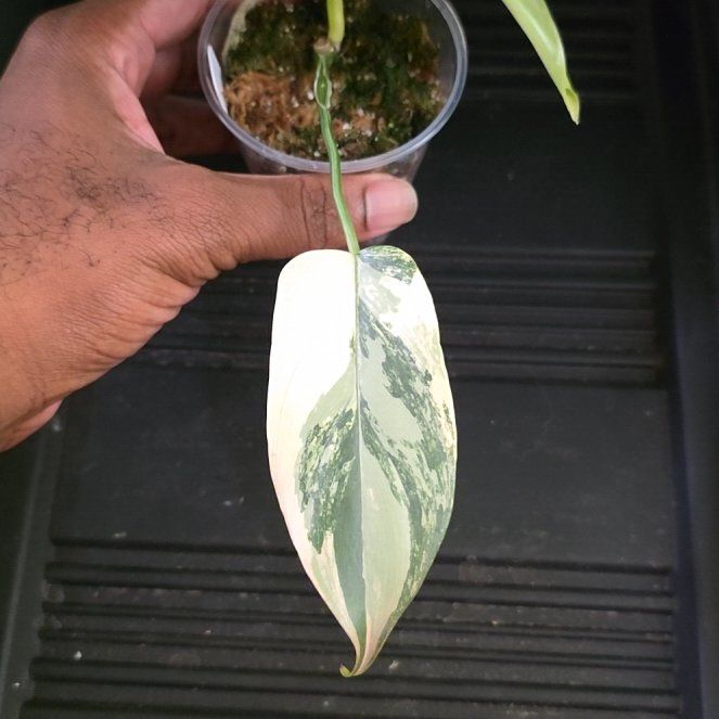 Photo of the plant species Variegated Horsehead Philodendron by @DerrickRashid named Philodendron - Bipennifolium Variegated on Greg, the plant care app