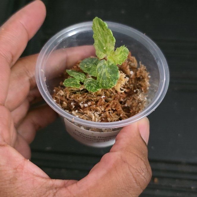 Photo of the plant species Pellonia Repens by @DerrickRashid named Pellonia - Repens Peppermint on Greg, the plant care app