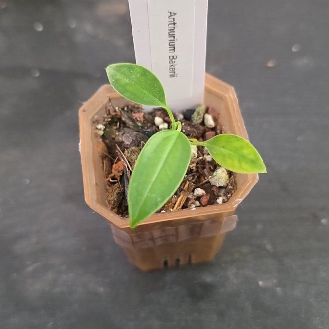 Photo of the plant species Anthurium bakeri by @DerrickRashid named Anthurium.B - Bakeri on Greg, the plant care app