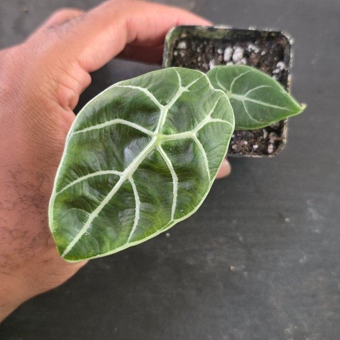 Photo of the plant species Alocasia Watsoniana Lightning by @DerrickRashid named Alocasia - Watsoniana Doff Aurea (revert) on Greg, the plant care app