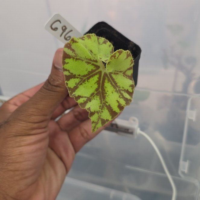 Photo of the plant species Rex Begonia Zumba by @DerrickRashid named Begonia - Zumba on Greg, the plant care app