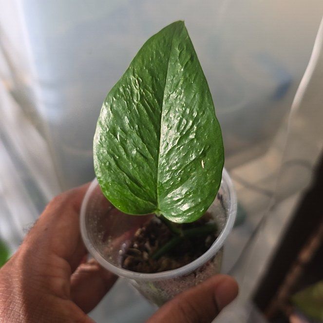 Photo of the plant species Pothos by @DerrickRashid named Epipremnum - Teruno #13 Linda on Greg, the plant care app
