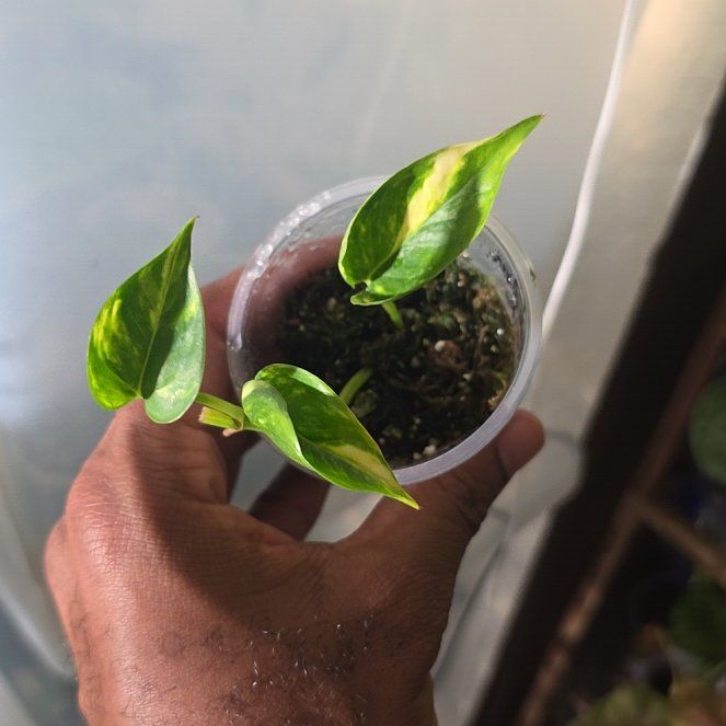 Photo of the plant species Pothos by @DerrickRashid named Epipremnum - Teruno #29 Gold Jack on Greg, the plant care app