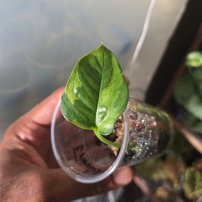 Photo of the plant species Emerald Pothos by @DerrickRashid named Epipremnum - Emerald Ghost on Greg, the plant care app