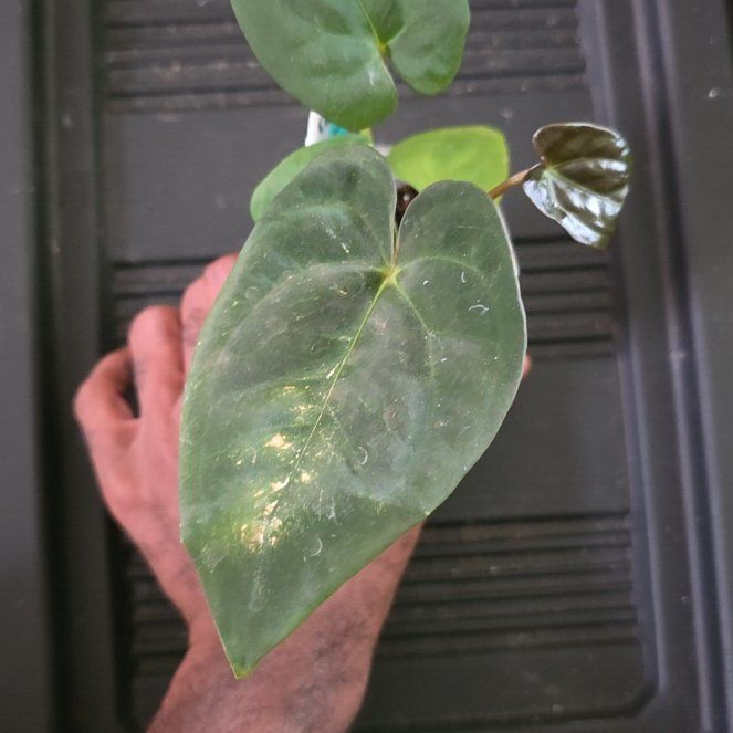 Photo of the plant species Anthurium papillilaminum by @DerrickRashid named Anthurium.A - Pap RA6 x Pap Vicky on Greg, the plant care app