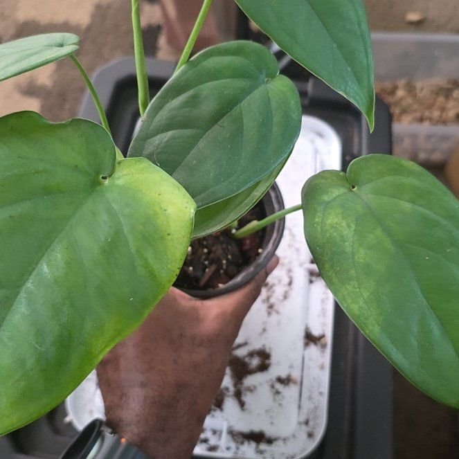 Photo of the plant species Syngonium chiapense by @DerrickRashid named Syngonium - Chiapense on Greg, the plant care app
