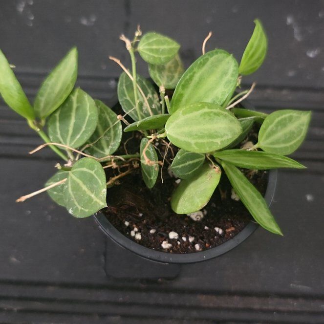 Photo of the plant species Watermelon Dischidia by @DerrickRashid named Dischidia - Ovata Melon on Greg, the plant care app