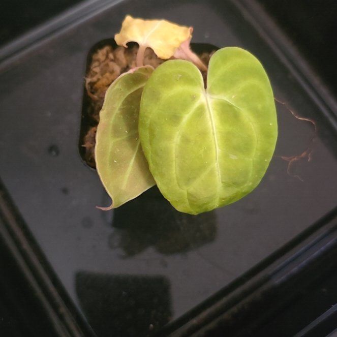 Photo of the plant species Anthurium Hybrid by @DerrickRashid named Anthurium.B - Papillilaminum Legend on Greg, the plant care app
