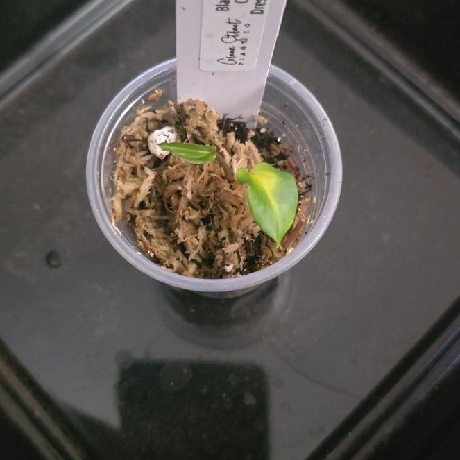 Photo of the plant species Anthurium Hybrid by @DerrickRashid named Anthurium.B - (BW x Carla) x (RG Dress x Carla) on Greg, the plant care app